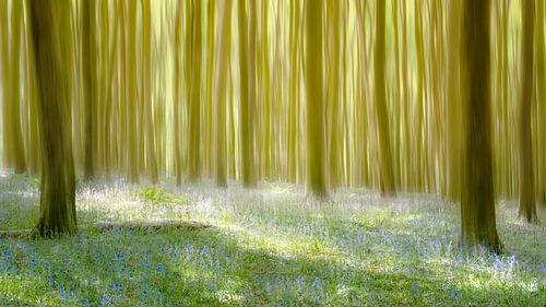Wild hyacints in bluebell forest