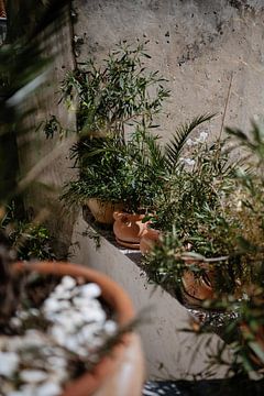 Couleurs vives de beaux pots orange avec des plantes vertes luxuriantes sur Kíen Merk