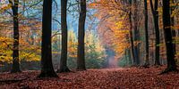 Speulderbos - 1