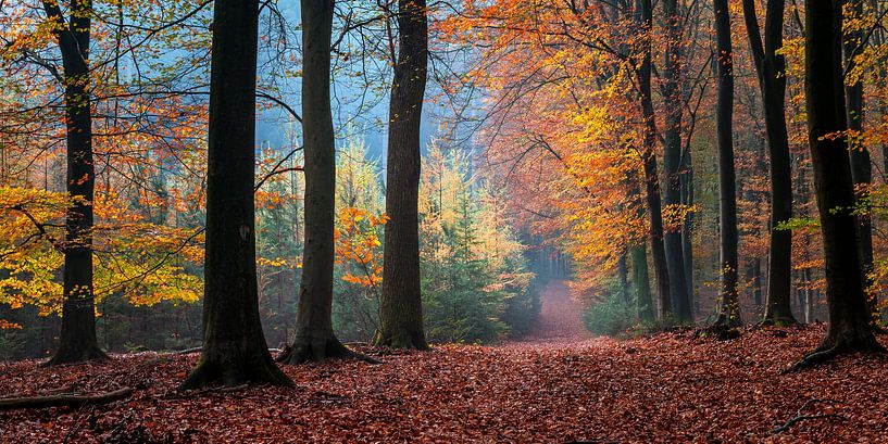Speulderbos - 1 by Nuance Beeld