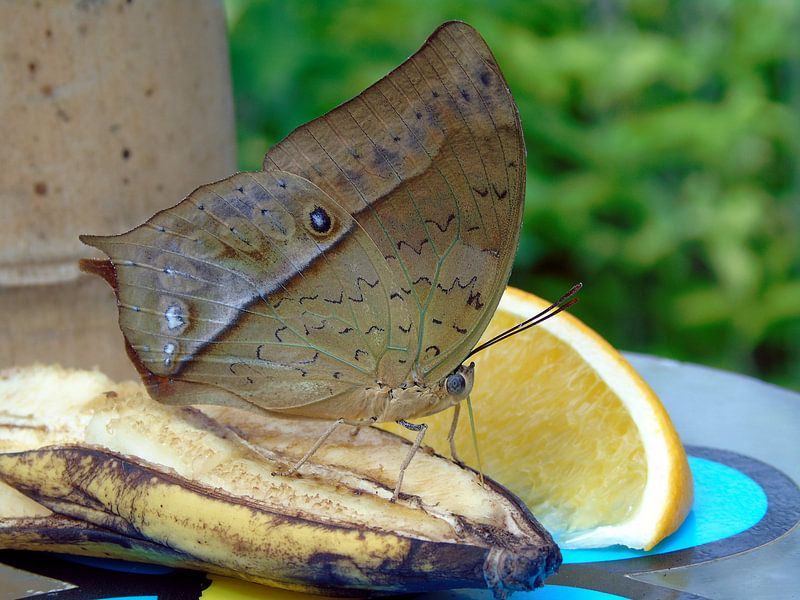 Butterfly and fruits - (Collectie 2018 ) von Jan van Bruggen