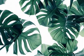 Monstera-Blätter - Tropischer Kunstdruck von Poster Art Shop