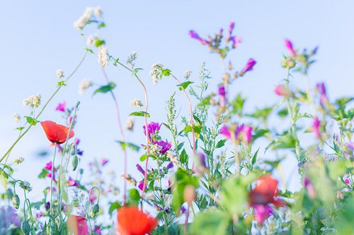Wilde Bloemen Foto Canvas – Klaproos Zomerbloemen Wanddecoratie 02