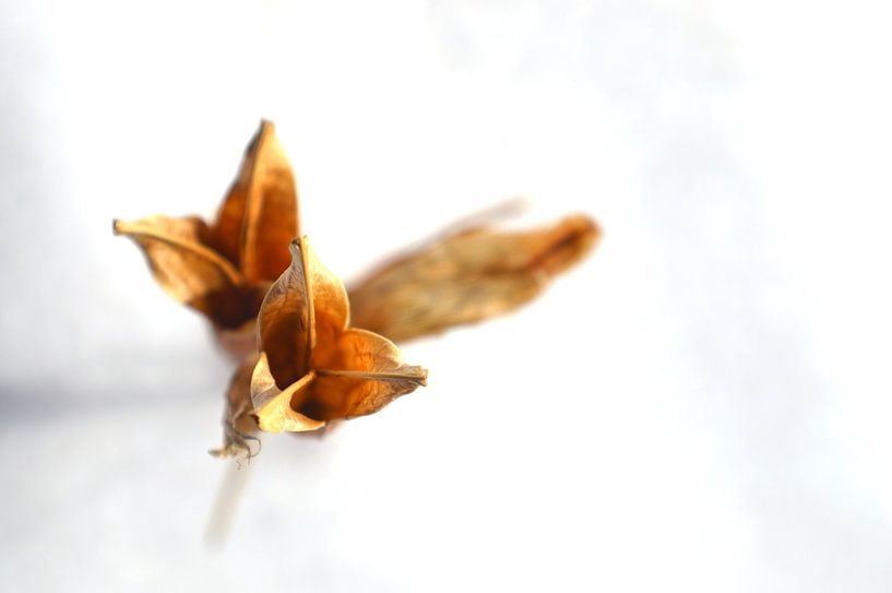 Withered in the snow by Richella Nouwens