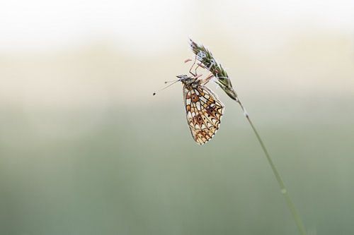 "Zilveren maan" in prachtig ochtenzonlicht. (vlinder)