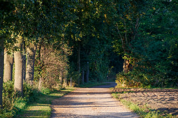 Country road in the green countryside of the Achterhoek region
