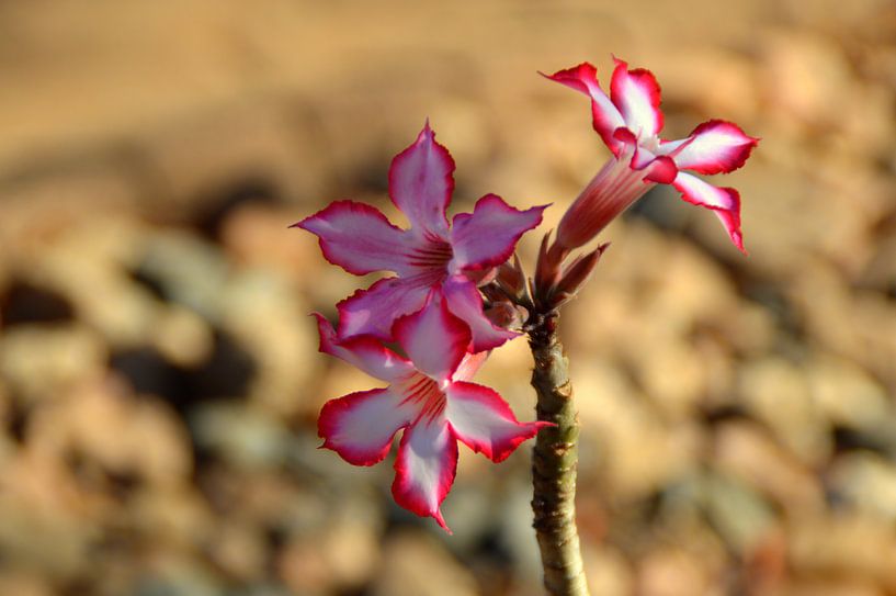 Wilde impalalelie, een opvallende mooie roze bloem by Vera Boels