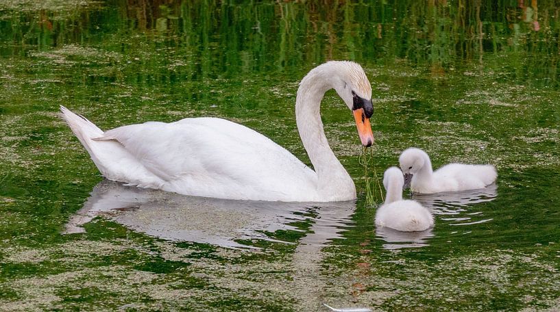 Young swans by Ingrid van Wolferen