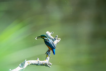 Eisvogel mit Fang