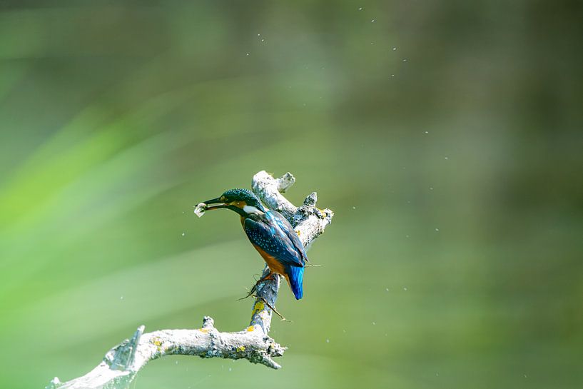 IJsvogel met vangst van Kees Ham