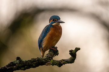 Eisvogel auf einem Ast vor einem schönen Bokeh-Hintergrund von Gianni Argese