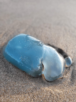 Washed Ashore in Blue
