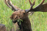 Moose