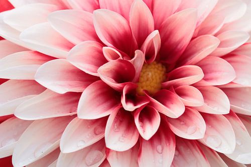 Dahlie mit Regentropfen