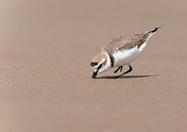 Pluvier de plage à la recherche de nourriture sur une plage de sable sur Beschermingswerk voor aan uw muur