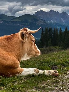 Kuh auf der Seiser Alm