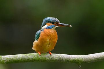 Kingfisher just out of the nest cavity by Remco Van Daalen