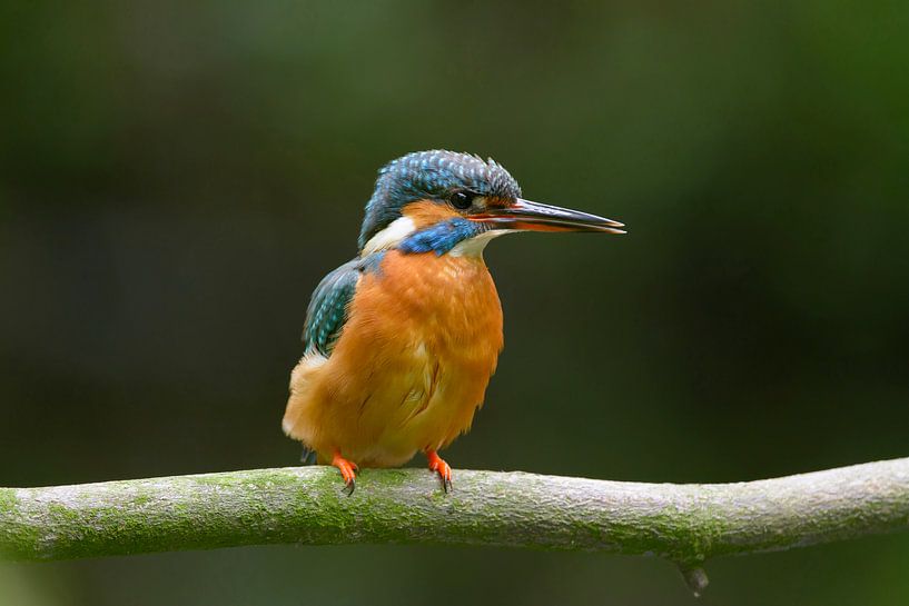 Eisvogel gerade aus der Nisthöhle von Remco Van Daalen