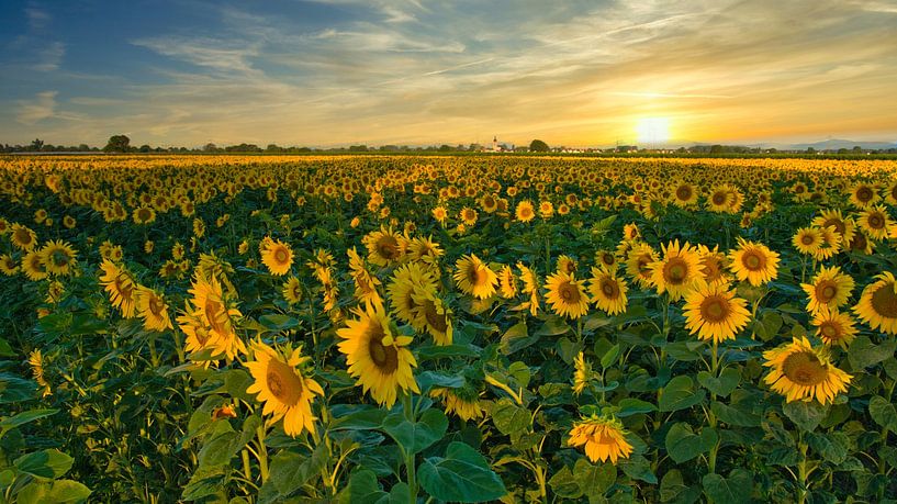 Zomermorgen in de Ortenau van Tanja Voigt