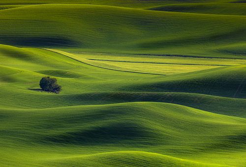Golvend groene graanvelden in de amerikaanse Palouse