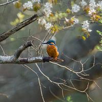 IJsvogel