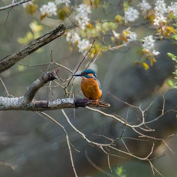 Eisvogel von Leroy van Hooff