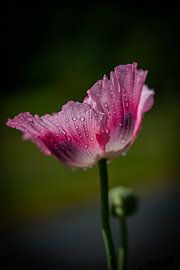 Pink poppy in the sun after a rainstorm