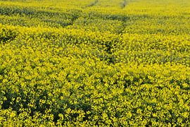 een geel koolzaadveld in bloei van Werner Lehmann