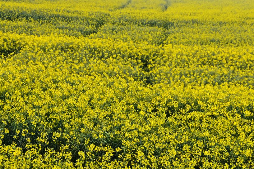 un champ de colza en fleurs jaunes par Werner Lehmann