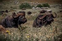 Afrikanische Büffel im Ngorongoro-Gebiet