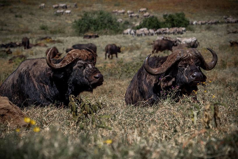 Afrikaanse Buffels in de Ngorongoro krater van Niels pothof