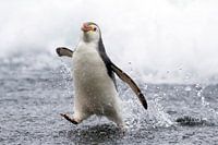 Schlegels pinguïn (Eudyptes schlegeli) op Macquarie islands, Australië.