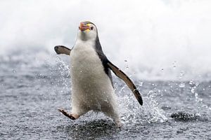 Schlegelspinguin (Eudyptes schlegeli) auf den Macquarie-Inseln, Australien.