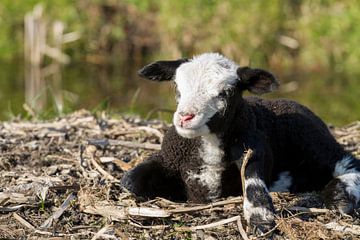 Neugeborenes Lamm auf dem Stroh von Charlene van Koesveld