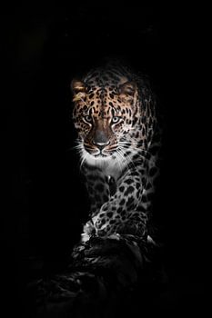 Large full face. leopard isolated on a black background. Wild beautiful big cat in the night darknes