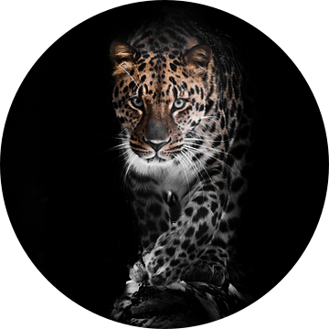 Groot volgelaat. luipaard geïsoleerd op een zwarte achtergrond. Wilde mooie grote kat in de nachteli van Michael Semenov