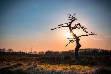 Gasterboom van Johan Mooibroek