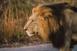 Leo by Yorin Schrader