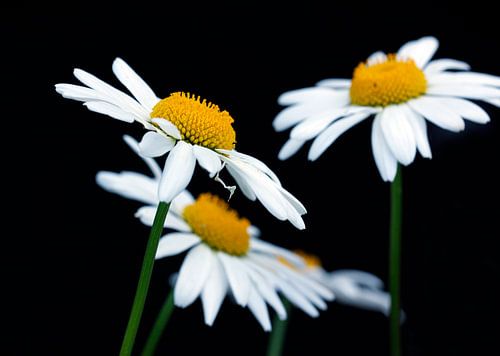 Margeriten