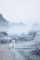 Hond op heide in de mist