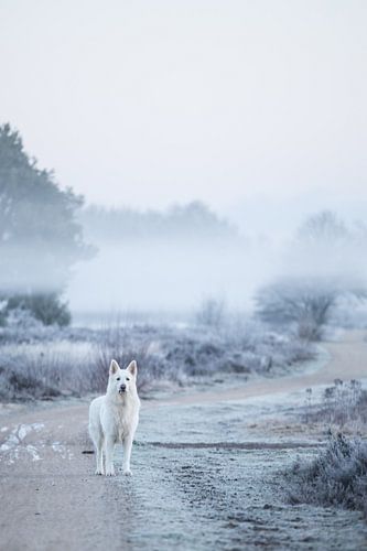 Hund auf Heide im Nebel