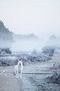 Hond op heide in de mist van Rosalie Oosterom thumbnail