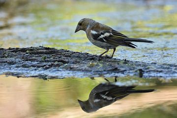 Vogel spiegelbeeld by Sascha van Dam