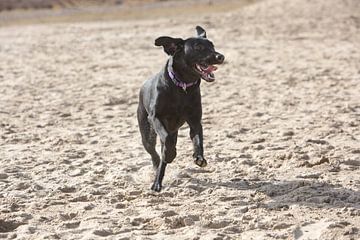 Labrador rent door het zand. van Renate Peppenster