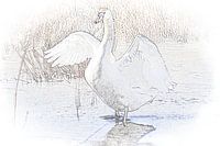 Swan
