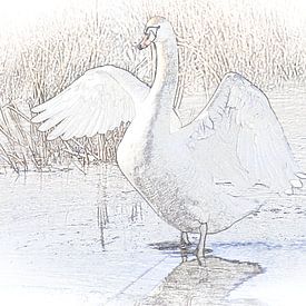 Swan by Ans Houben