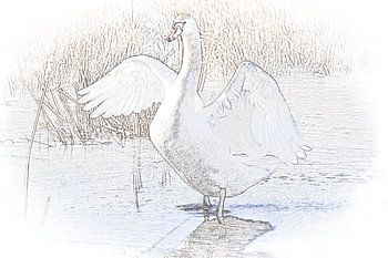 Cygne