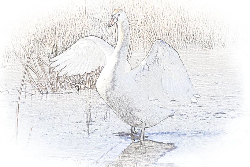 Swan by Ans Houben