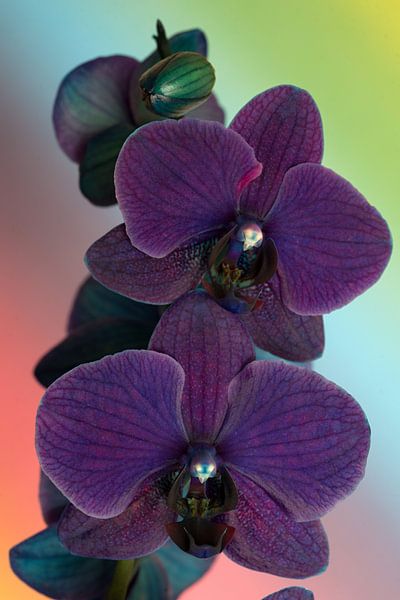 closeup van een paarse orchidee tegen een regenboog achtergrond van W J Kok