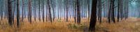 Sehr breites Waldpanorama der Sterrebos